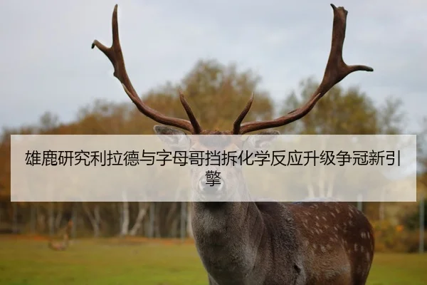 雄鹿研究利拉德与字母哥挡拆化学反应升级争冠新引擎